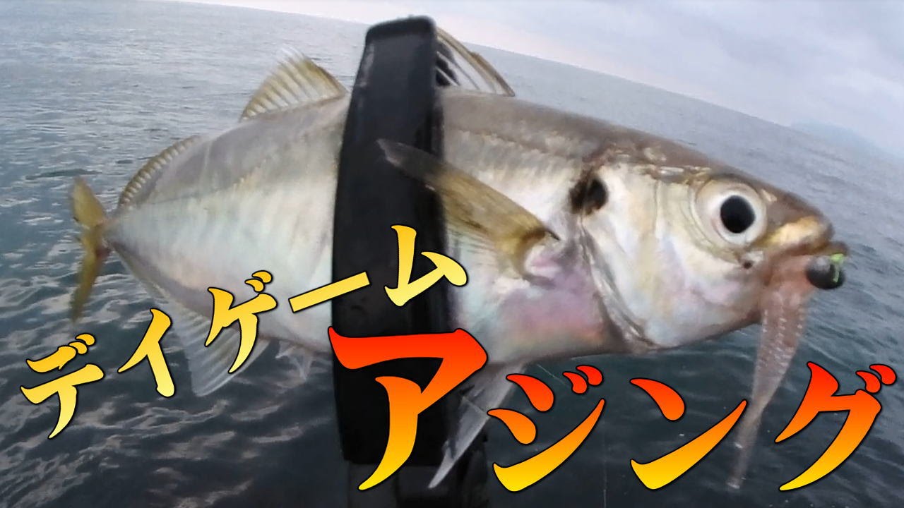 【初夏のデイゲームアジング】今回は34のキメラベイト投入！近くで釣り人が撒き餌をしている時はこのワームが反応良いかも？！豆アジの多い若狭湾にしては良型のアジが快釣！