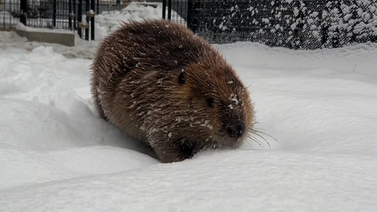 Snow day!
