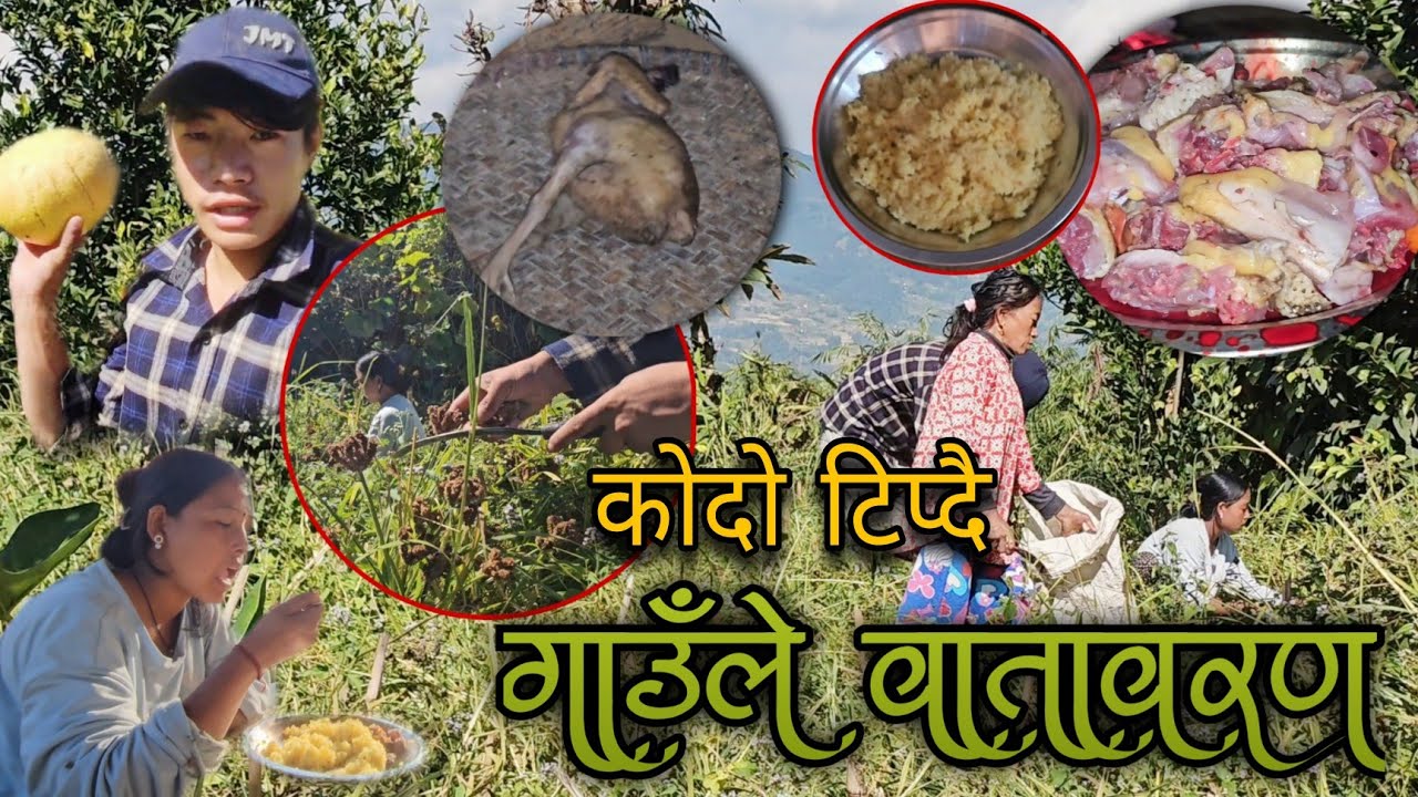 Aaja hami kodo tipdai | lokal kukhura ko masuko sup majjale khaiyo | 2025