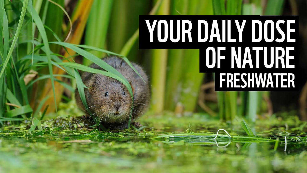 A daily dose of nature | UK freshwater | WWF