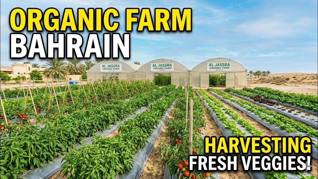 (Bahrain vlog 9🇧🇭)A trip to a vegetable farm!!located in Budaiya.