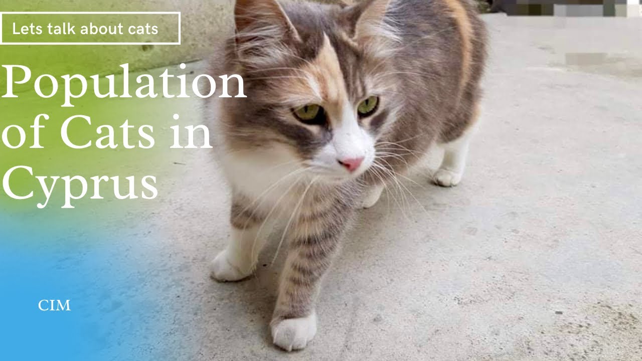Are there lot's of cats in Cyprus?