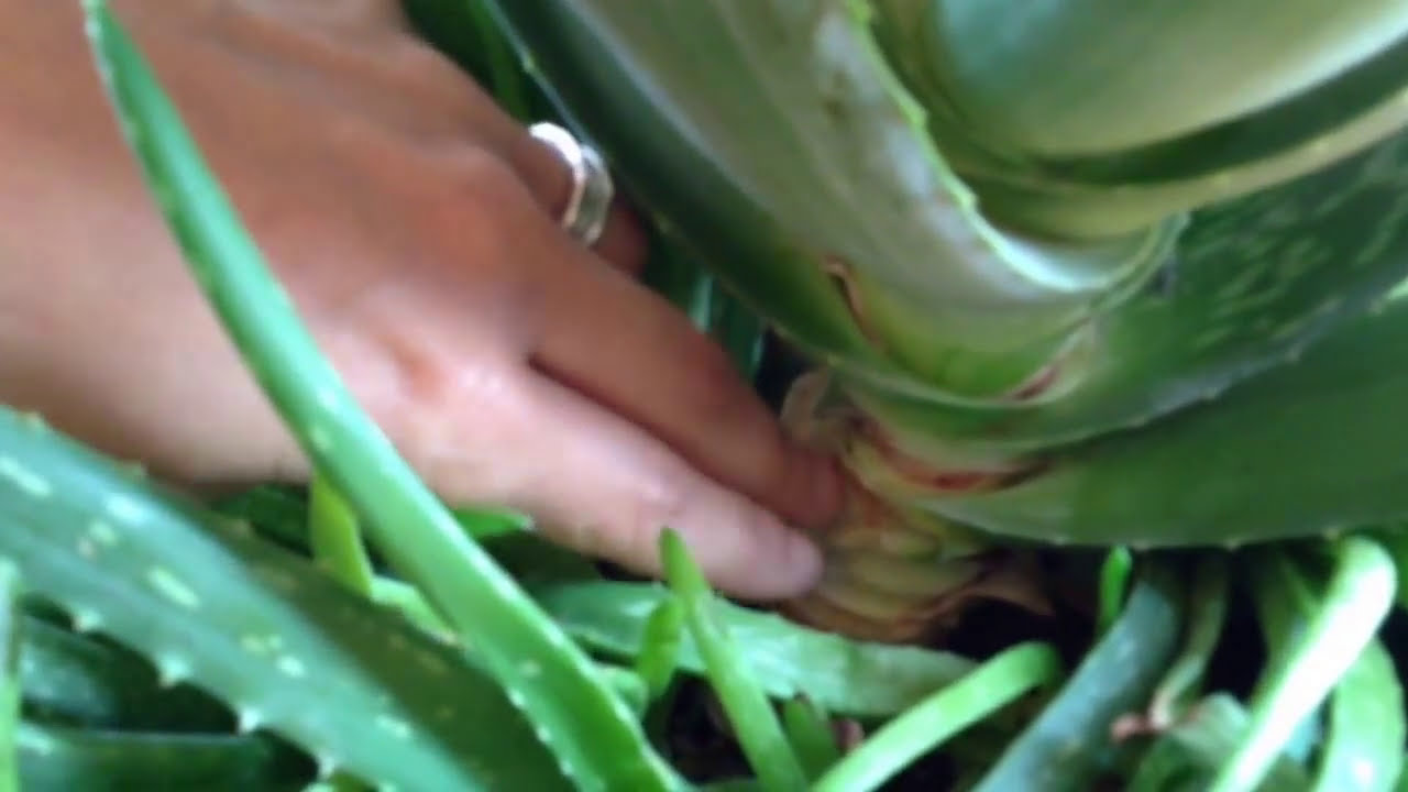 🌱 COMO CORTAR HOJA DE &Aacute;LOE VERA, S&Aacute;BILA
