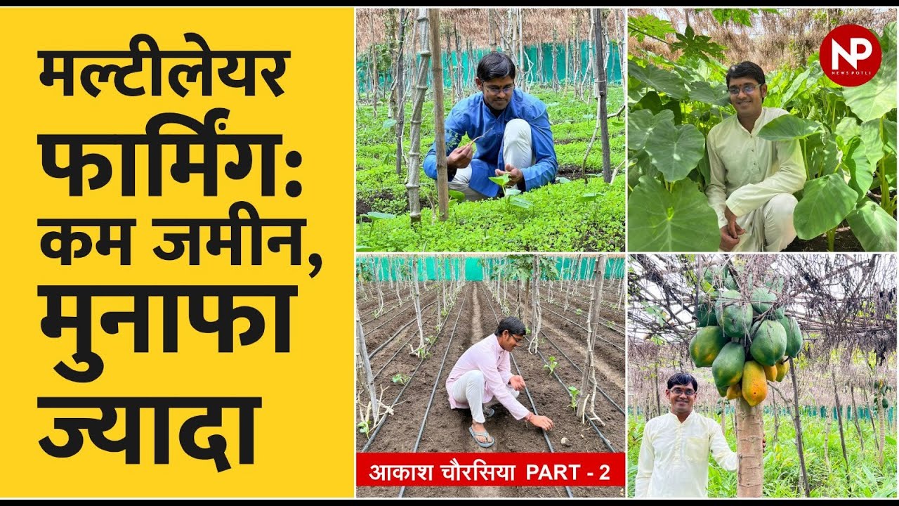 मल्टीलेयर फार्मिंग : 1 साथ 4 फसलें उगाने की तकनीक || आकाश चौरसिया पार्ट 2  || Multilayer Farming