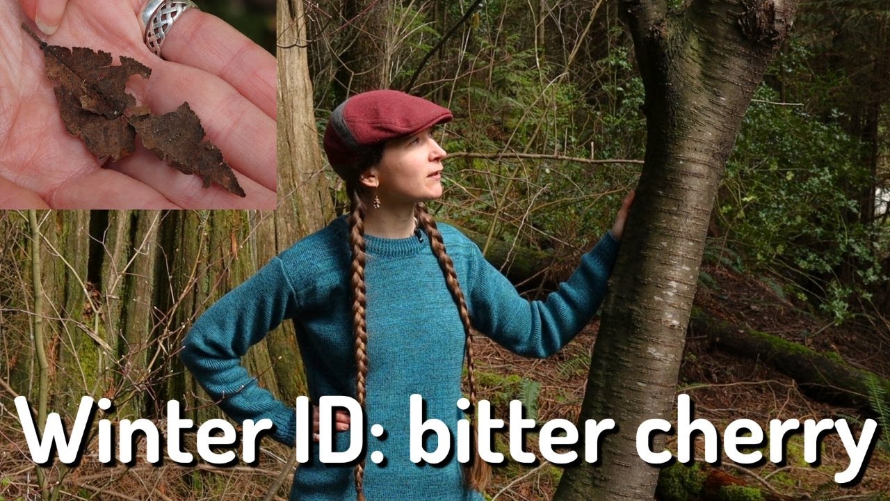 Plant ID: bitter cherry in winter