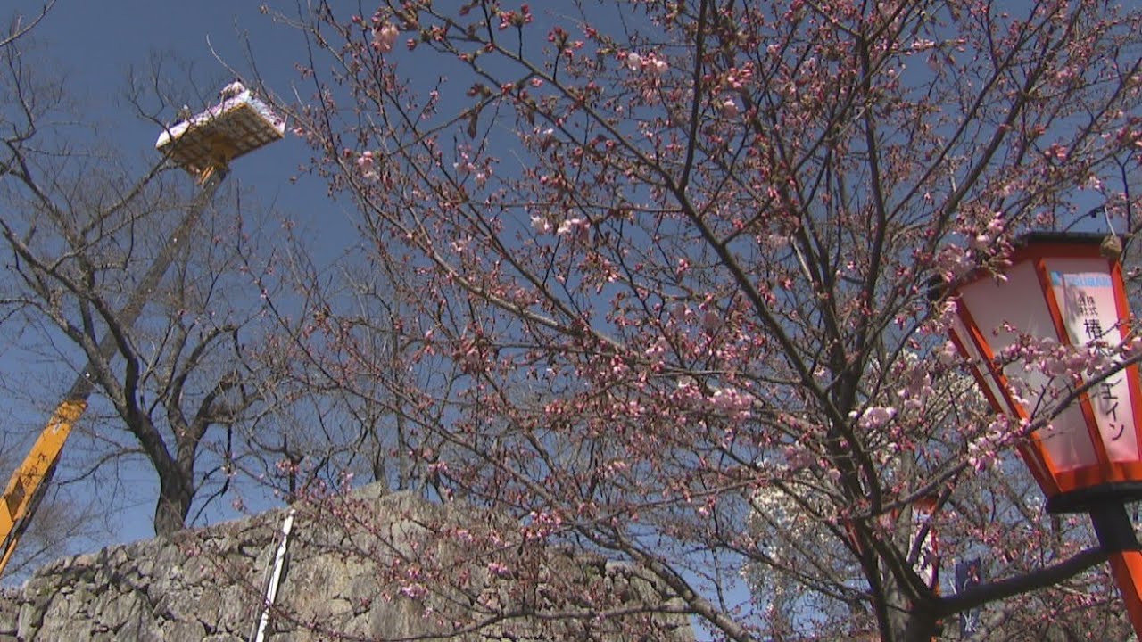 上空からサクラや城を一望　津山さくらまつり「空中散歩」30日と31日に開催　岡山・津山市
