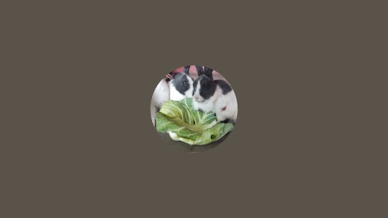 Animal Lovers  is live
