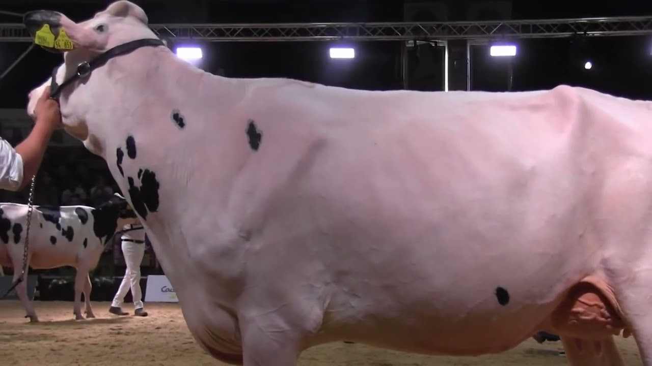 2025 12 02 CATTLE de German Dairy Show 2023 31