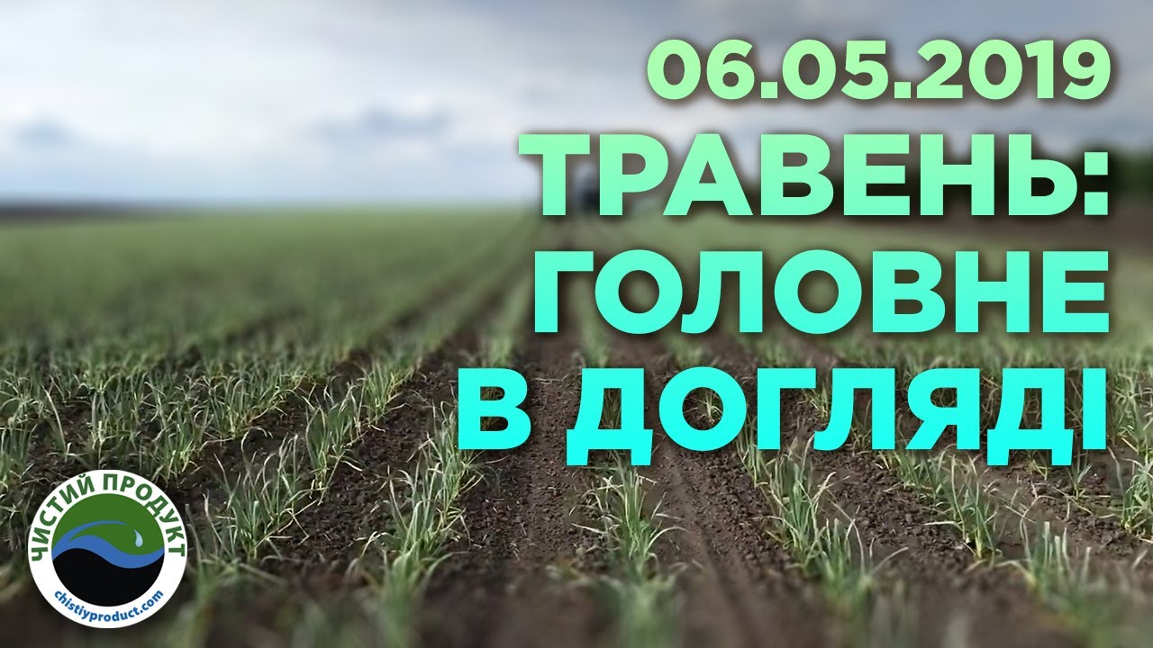 АРХІВ. Органічне вирощування часнику: міжрядна обробка та боротьба з бур'янами у травні