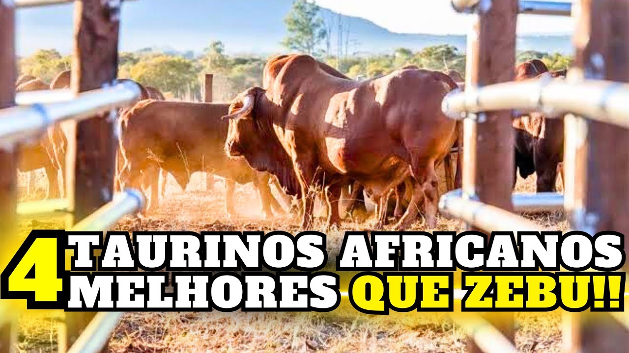 QUAL TAURINO AFRICANO Pode DESPERTAR a PECUÁRIA BRASILEIRA?