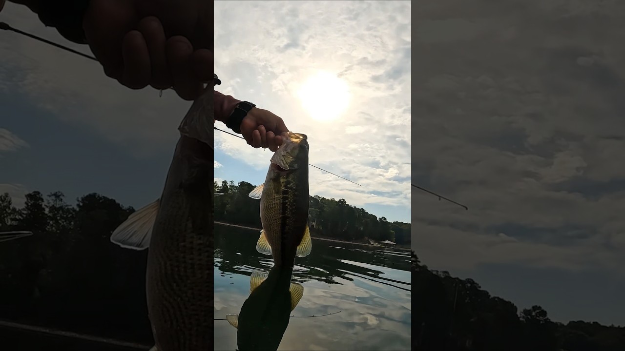 Поймал симпатичного пятнистого щуку