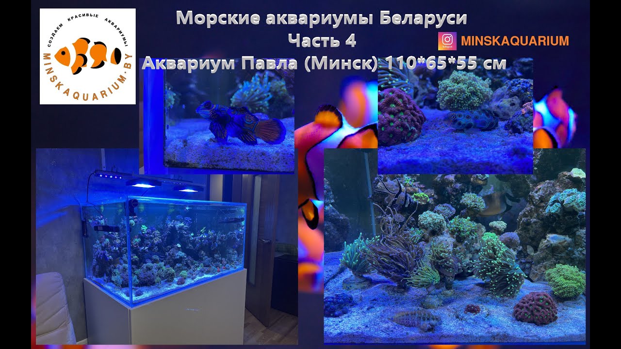 Морские аквариумы Беларуси. Часть 4. Морской аквариум 400 литров.