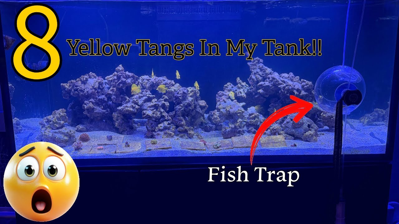 В моем морском аквариуме 8 желтых хирургов!!!