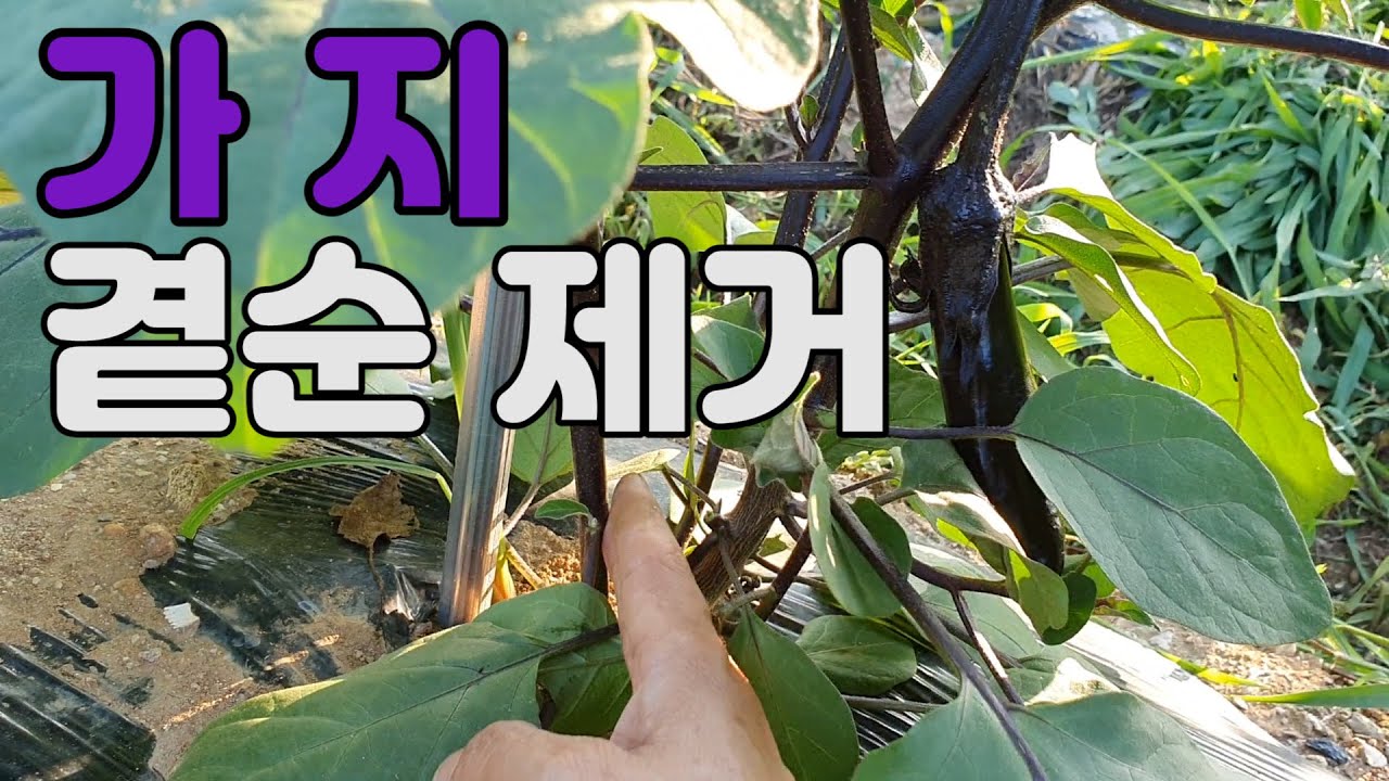 가지곁순제거.가지재배방법.가지순지르기
