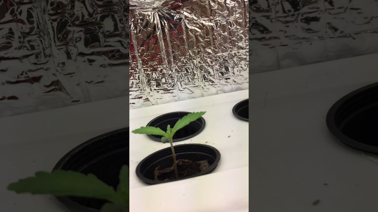 Auto purp feminized grow Pt 5