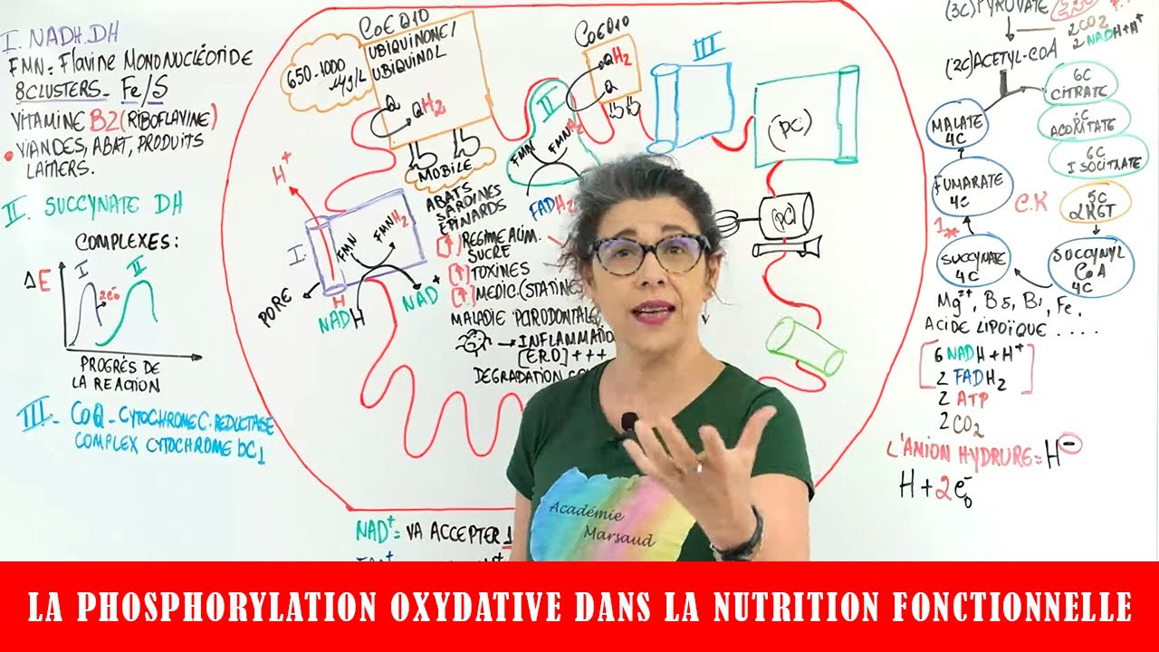 PHOSPHORYLATION OXYDATIVE DANS LA NUTRITION FONCTIONNELLE