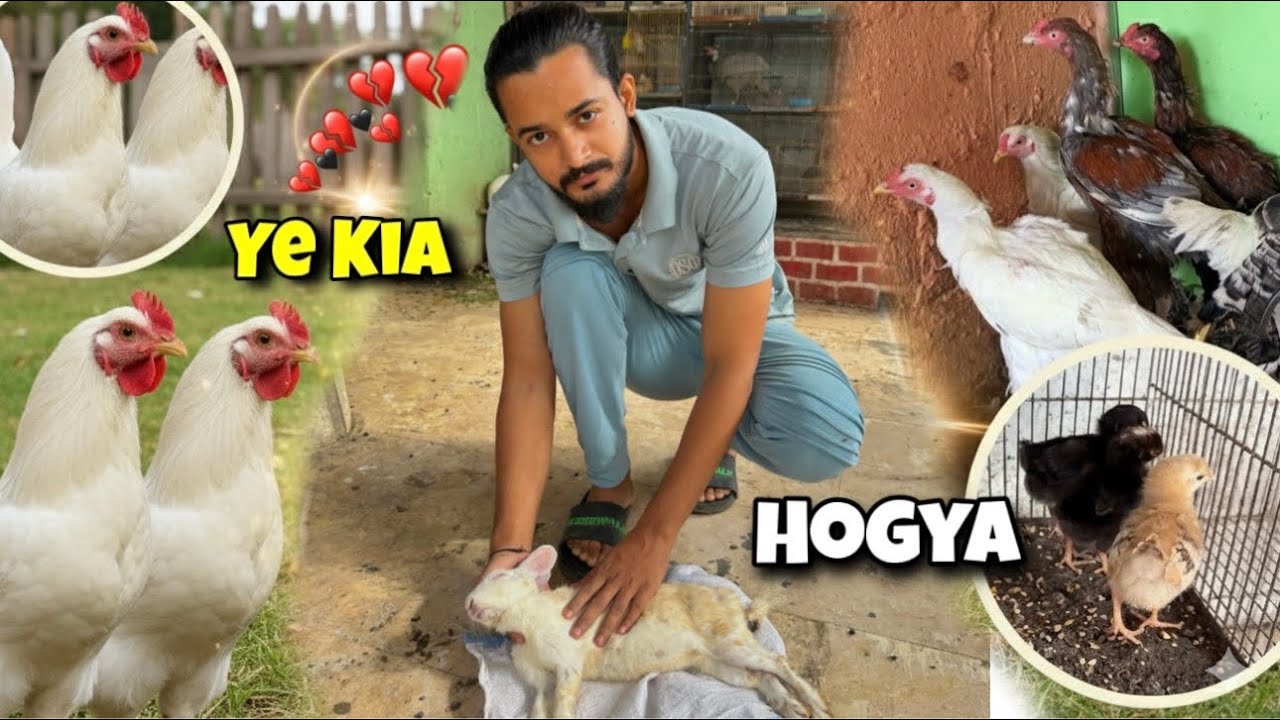 Finally Heera Aseel Chicks reveal 😍 Big Aseel Chicks Or Ye Rabbits Ko Kia Hoo Gya He😨 