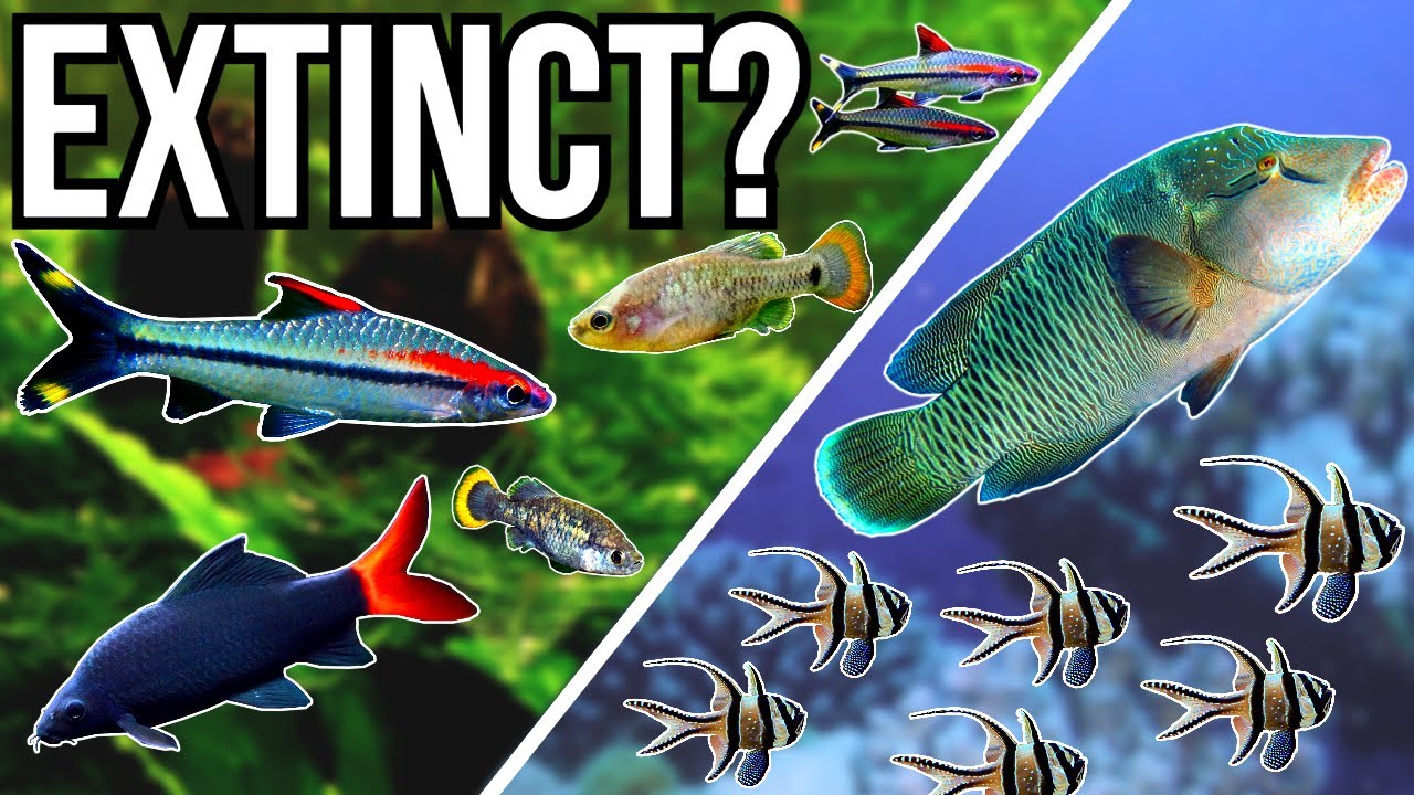 5 Popular Aquarium Fish Close To Extinction