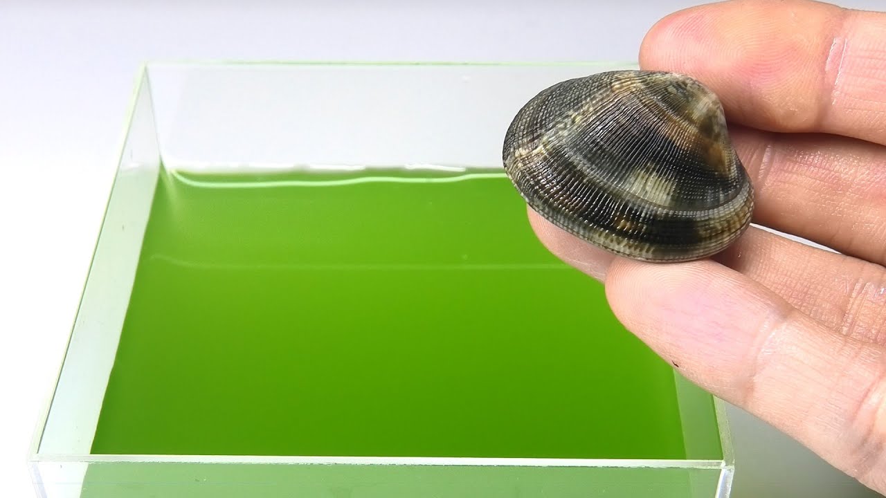 汚染された水にスーパーのアサリを投入すると...