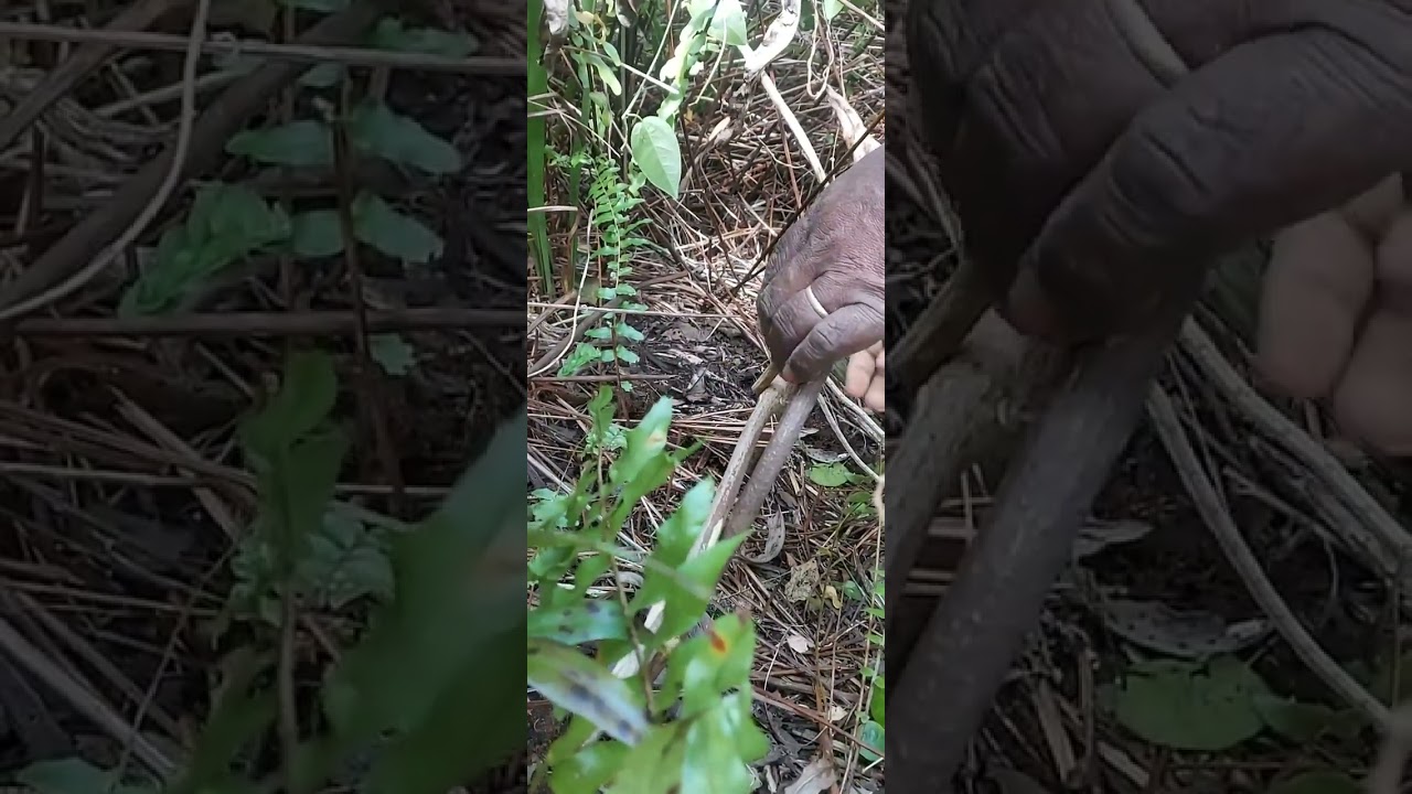 Délire piège à cochon sauvage au champ sur Maré.. en compagnie de mon MaMa , avec mise en garde .