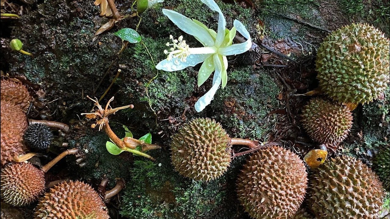 Mau heran tapi ini kalimantan ! Ada durian langka & unik yang berbuah di tanah