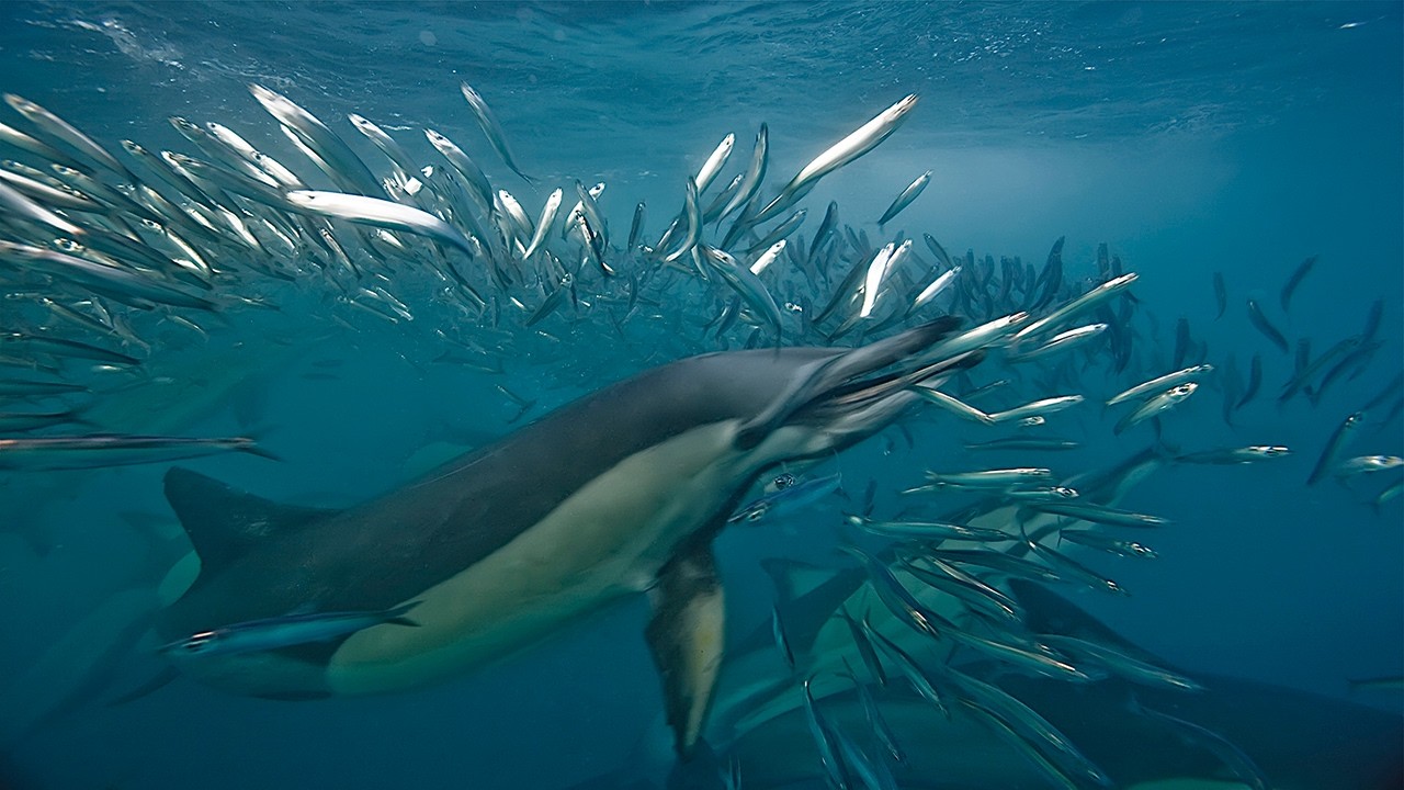The Sardine Run