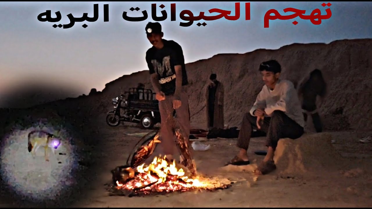 كشته ليليه في وصط الصحراء وتهجمت علينه الحيوانات البريه 