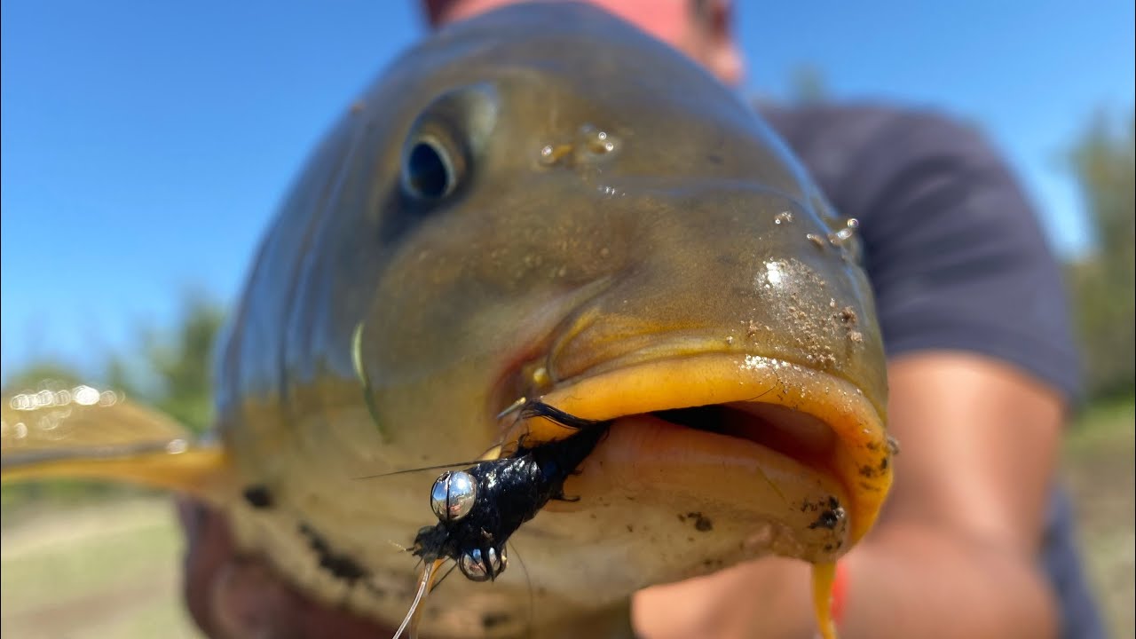 Pesca de carpas en General Roca (Río Negro).