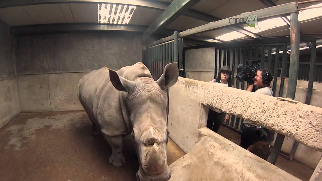 Desde el Zoológico: Dormitorio de rinocerontes