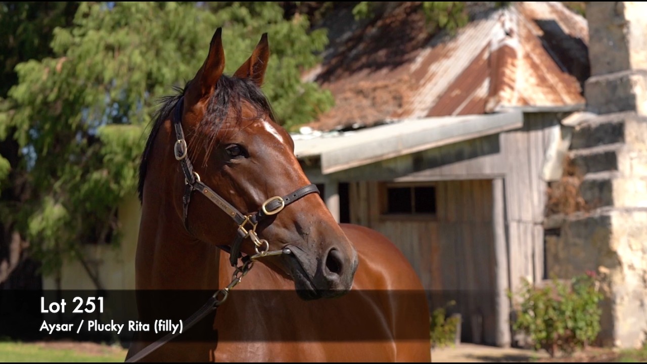 Lot 251 - Aysar (AUS) / Plucky Rita (AUS)