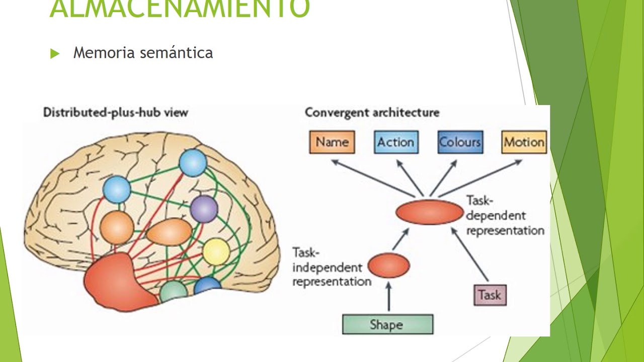 Bases neuroanatómicas del aprendizaje