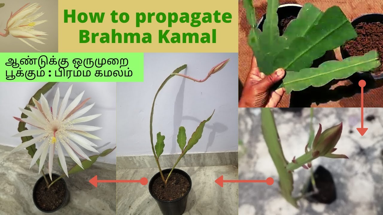 Brahma Kamal flower | caring and propagation | பிரம்ம கமலம் | terrace garden | Devis home garden