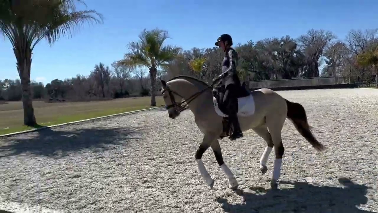 Fox Creek’s Masterpiece, 12 yo GRP Stallion Schooling Grand Prix