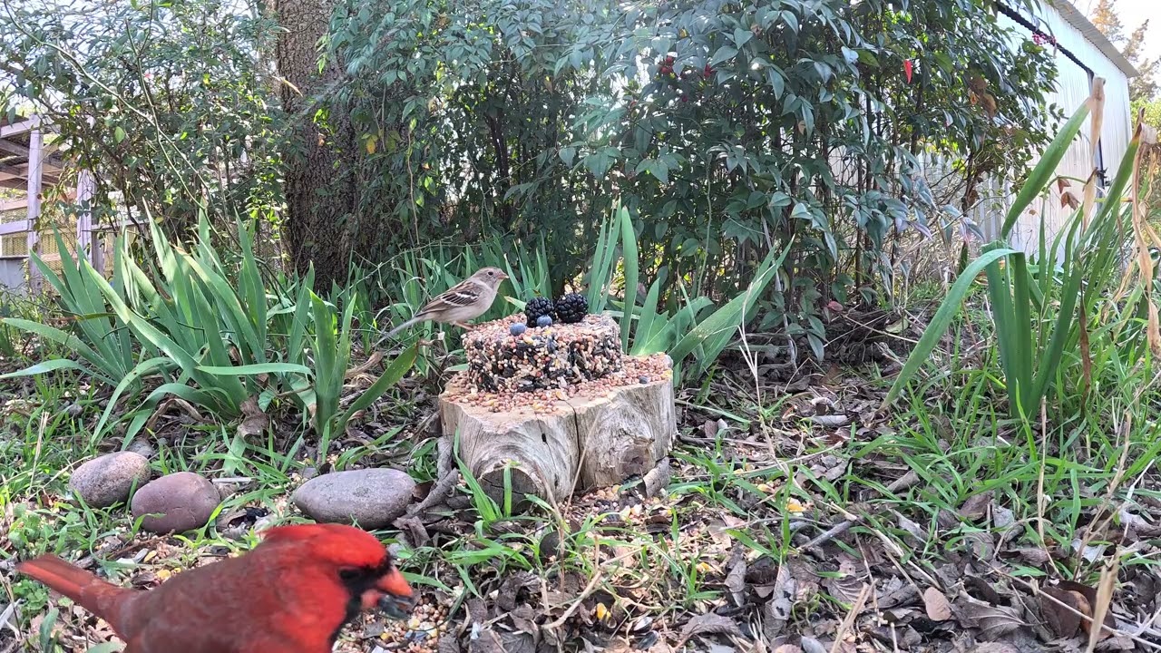 10 Minute Birdwatch! (Birdless parts are edited out so there are some cuts.)