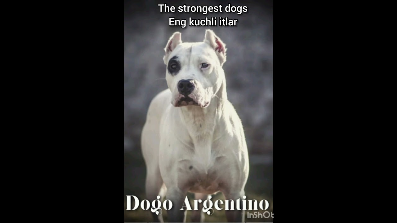 Eng kuchli itlar. The strongest dogs Top-10