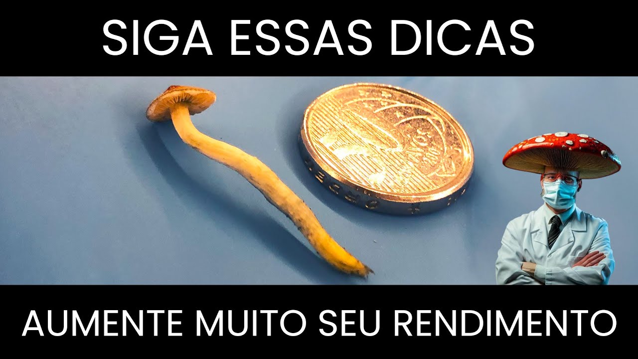 Como aumentar MUITO o rendimento do seu cultivo de Cogumelos de Esterco