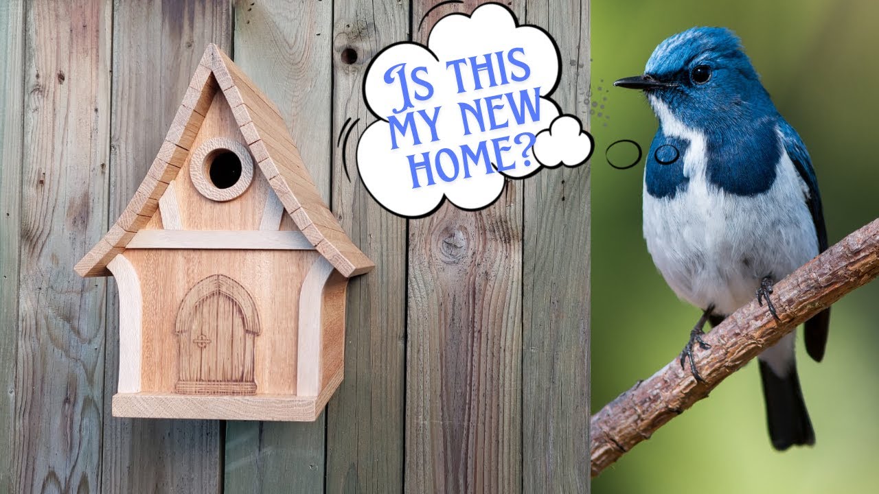 The Great Birdhouse Debate: Will It Be Home?