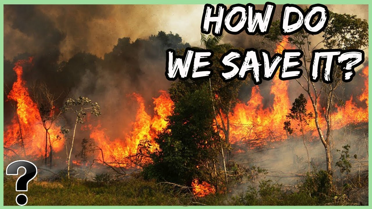 How Can We Save The Amazon Rainforest?