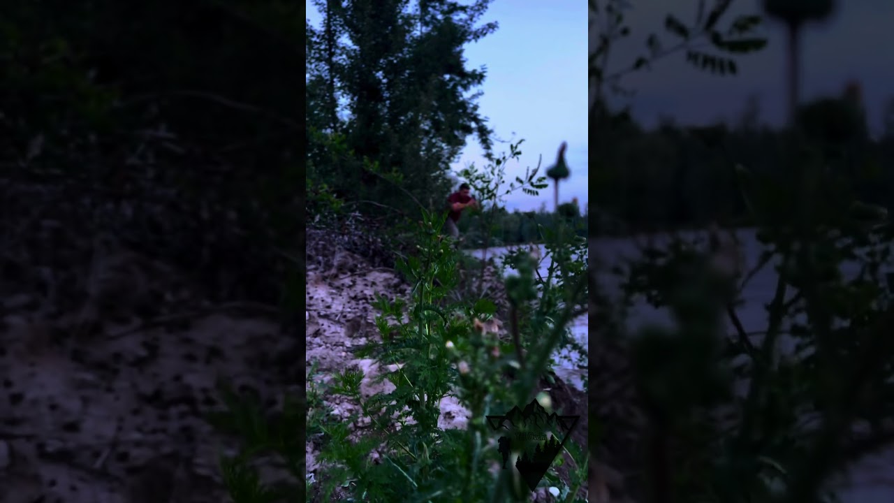 Tabiyat shaydolari layk patpiska #табият #carpfishing #nature #rek