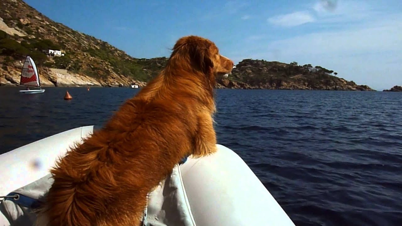 Segeln mit 15 Monate alten Hund, Novia Scotia Duck Tolling Retriever auf einer Etap 28i