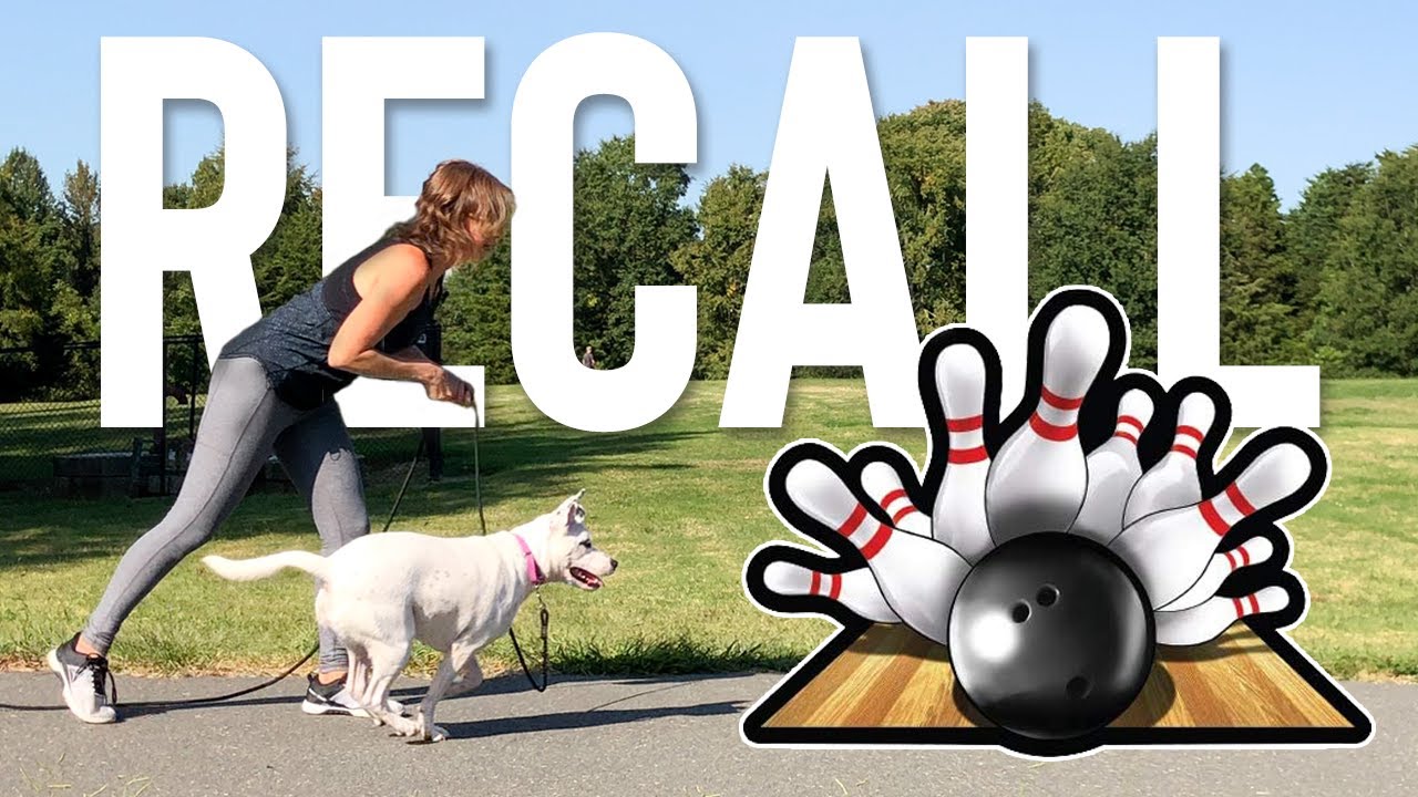 Easy & Fun Way To Improve Your Dogs Recall: Bowling For Treats