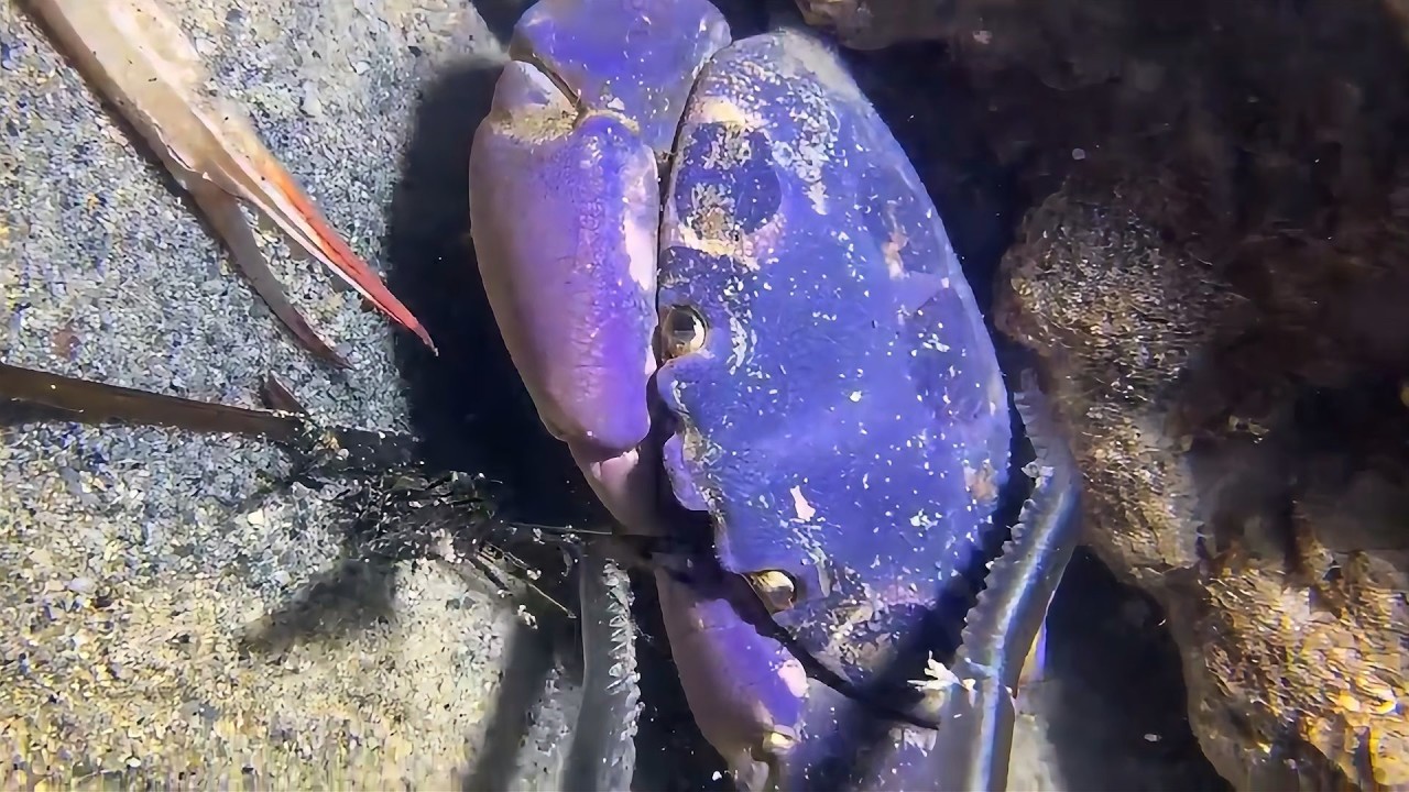 Diving to catch seafood, are there any creatures you like?  RQ0122  #seafood  #crab #fishing