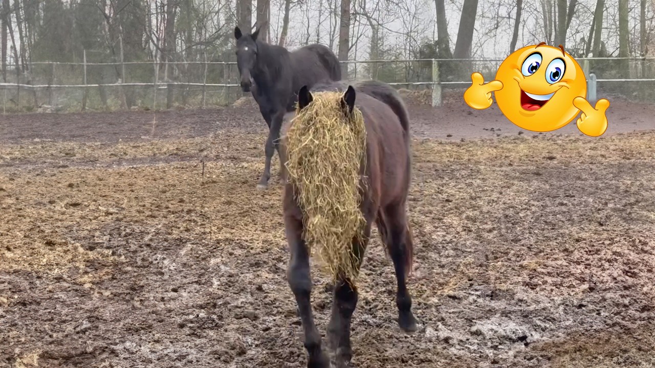 Funniest Horses of 2026 🤣 | Best Funny Horse Compilation