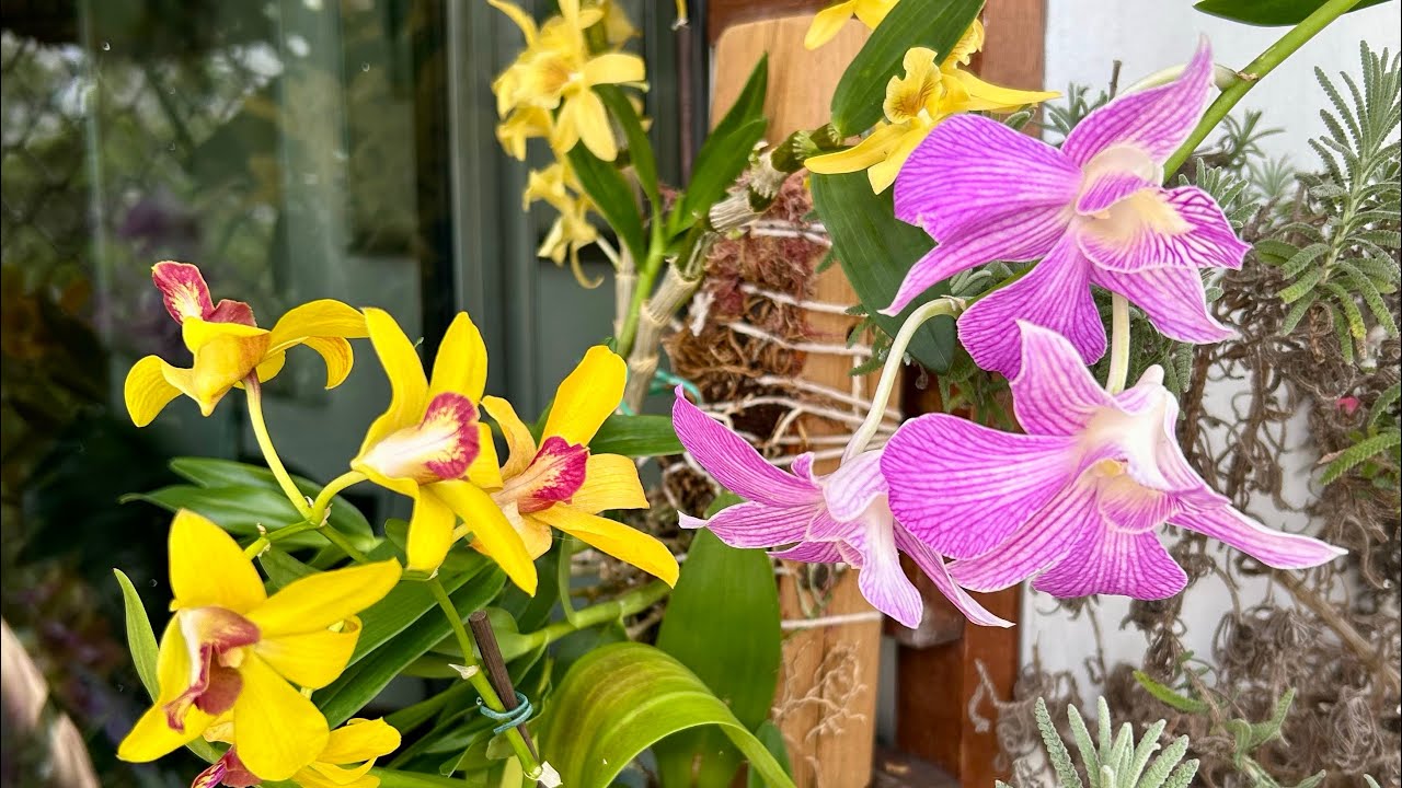 Bonus de domingo sobre replantes mais recentes. 1/3/2026