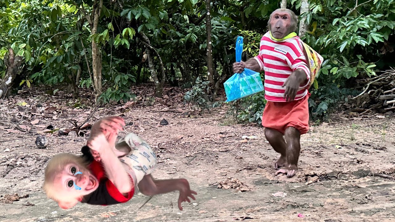 Poor baby monkey screams for hunger! ABU enlist go buy milk about take care monkey baby