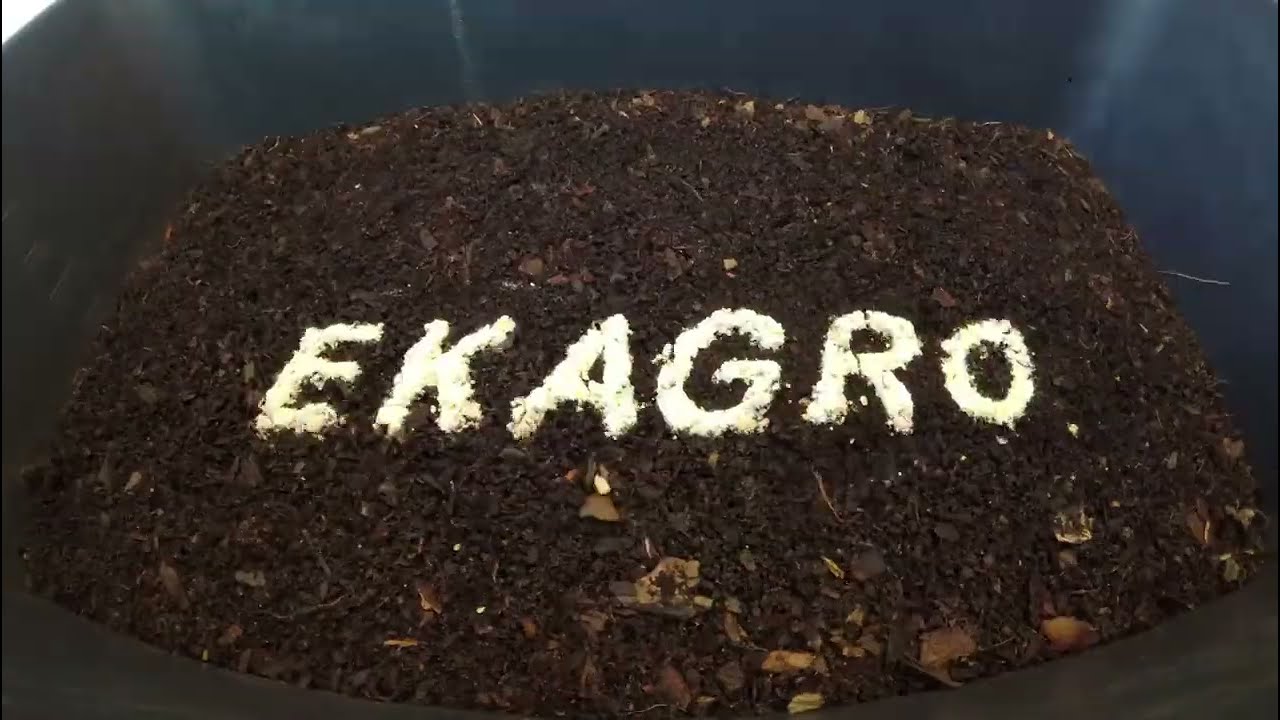 Dżdżownice Kalifornijskie Ekagro