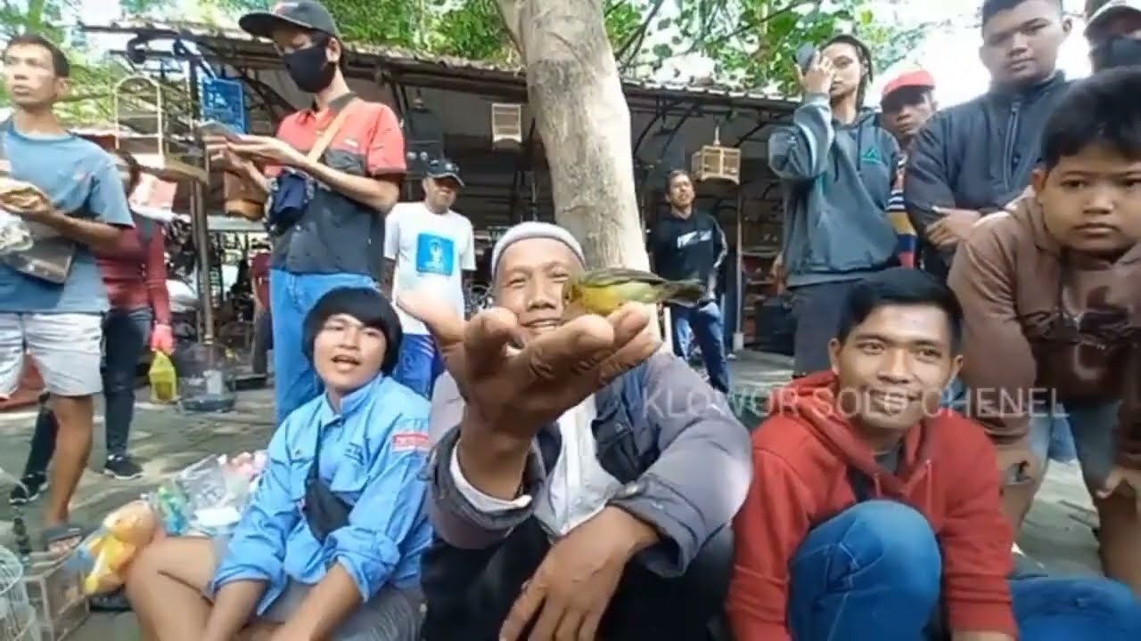 Pasar Burung Depok Solo: Dari Burung Murah Sampai Juara