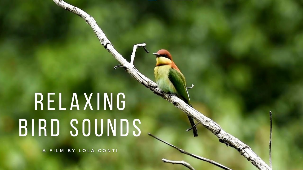 Nyugtató madárcsicsergés • Relaxing Bird Songs | Relaxing Compilation for Nature Lovers