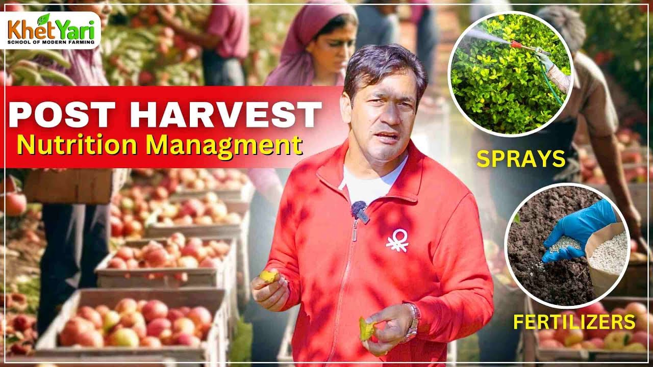 Post-Harvest Nutrition Dene Ka Best Time kya Hai? | kaun kaun se nutrients de | Jittu Chauhan