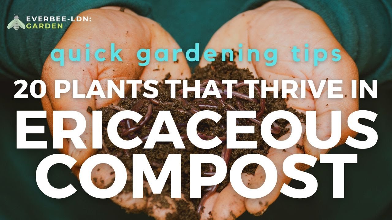20 plants that thrive in ERICACEOUS compost | EVERBEE - Ldn: GARDEN